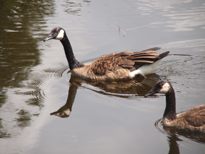 [Two goslings swim on the water. Although they appear to have full adult color, they are smaller than adult geese.]